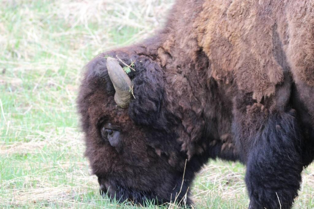 Bison Lodge - Lg Home - 2 Bedrooms - Less Than 5 Miles To Yellowstone North Entrance, Sleeps Up To 8 Gardiner Esterno foto
