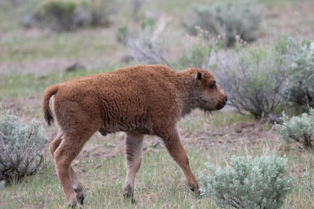 Bison Lodge - Lg Home - 2 Bedrooms - Less Than 5 Miles To Yellowstone North Entrance, Sleeps Up To 8 Gardiner Esterno foto