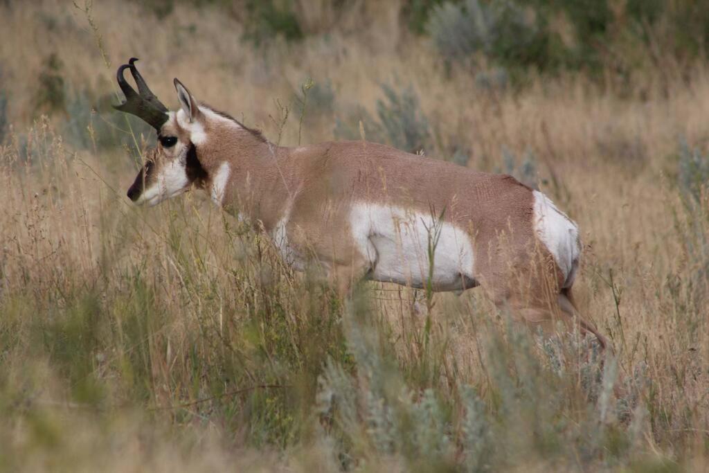 Bison Lodge - Lg Home - 2 Bedrooms - Less Than 5 Miles To Yellowstone North Entrance, Sleeps Up To 8 Gardiner Esterno foto