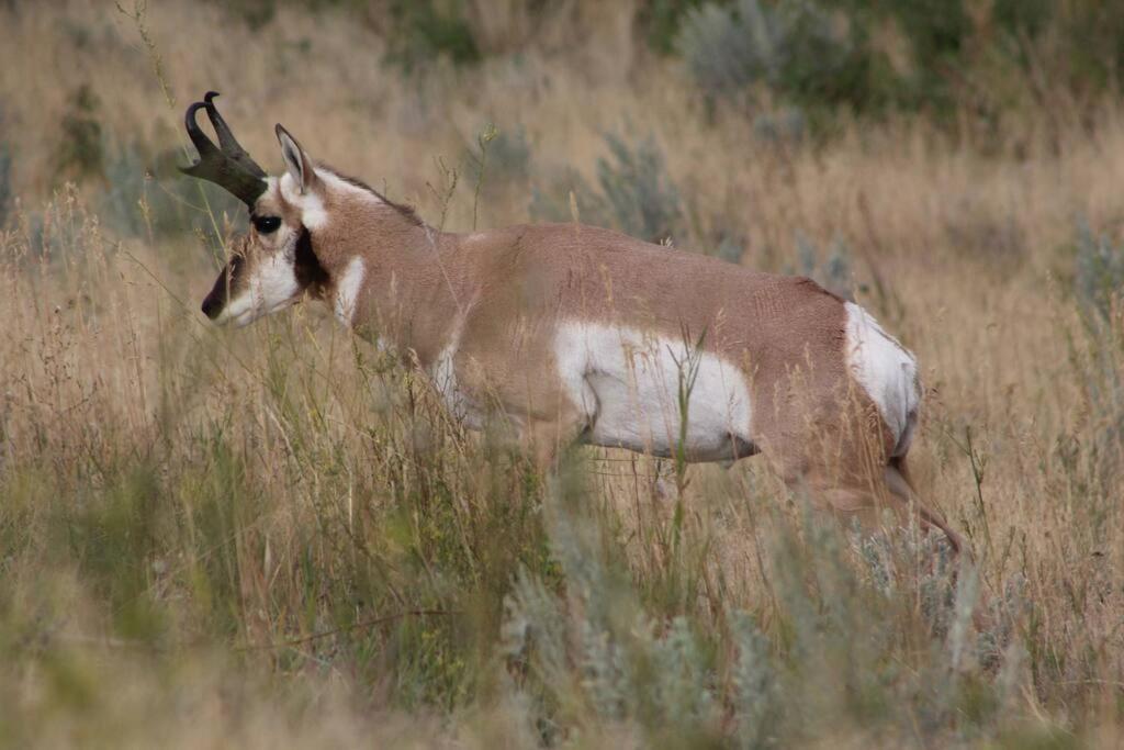 Large Home Less Than 5 Miles To Yellowstone North Entrance, Sleeps Up To 8 Gardiner Esterno foto