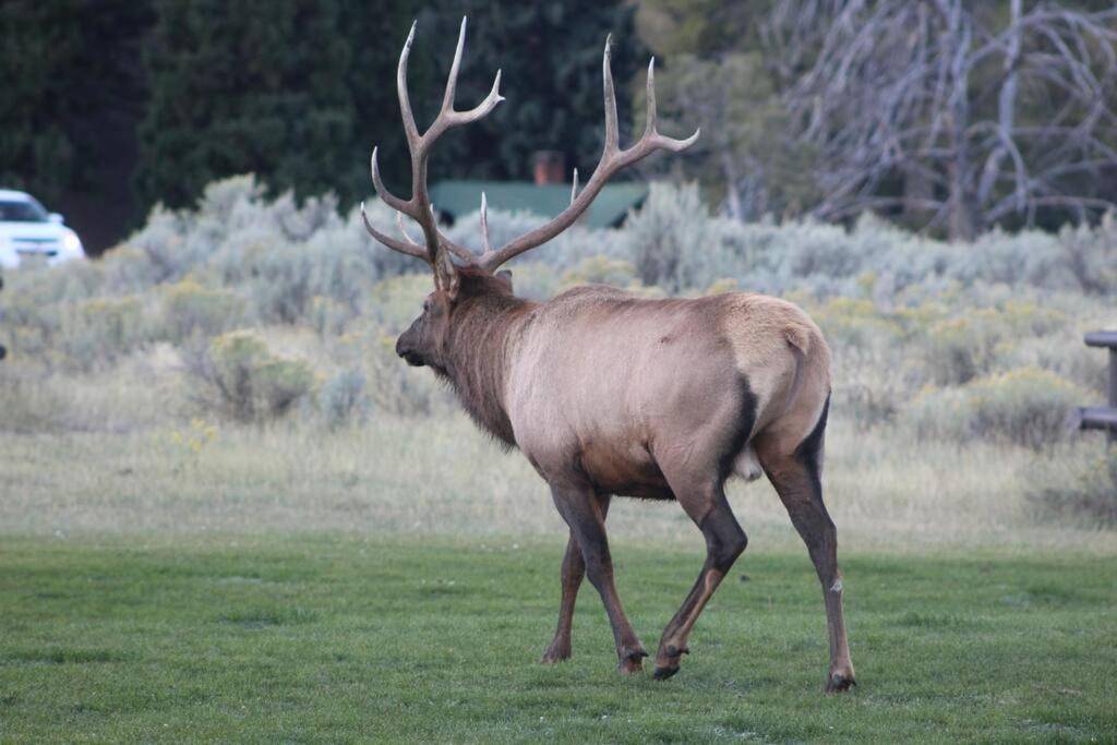 Bison Lodge - Lg Home - 2 Bedrooms - Less Than 5 Miles To Yellowstone North Entrance, Sleeps Up To 8 Gardiner Esterno foto