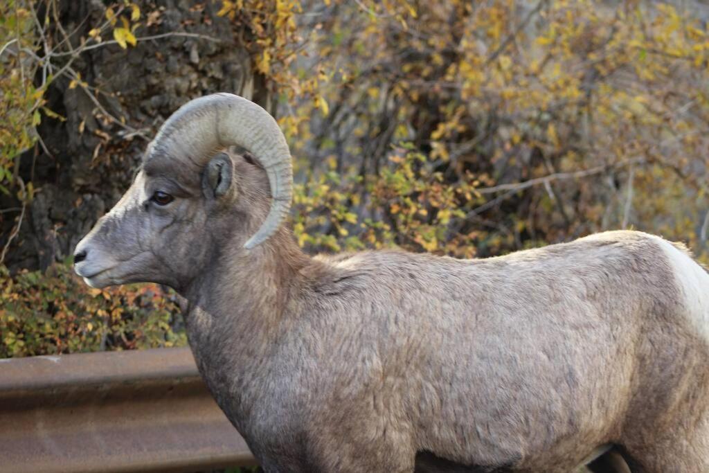 Bison Lodge - Lg Home - 2 Bedrooms - Less Than 5 Miles To Yellowstone North Entrance, Sleeps Up To 8 Gardiner Esterno foto